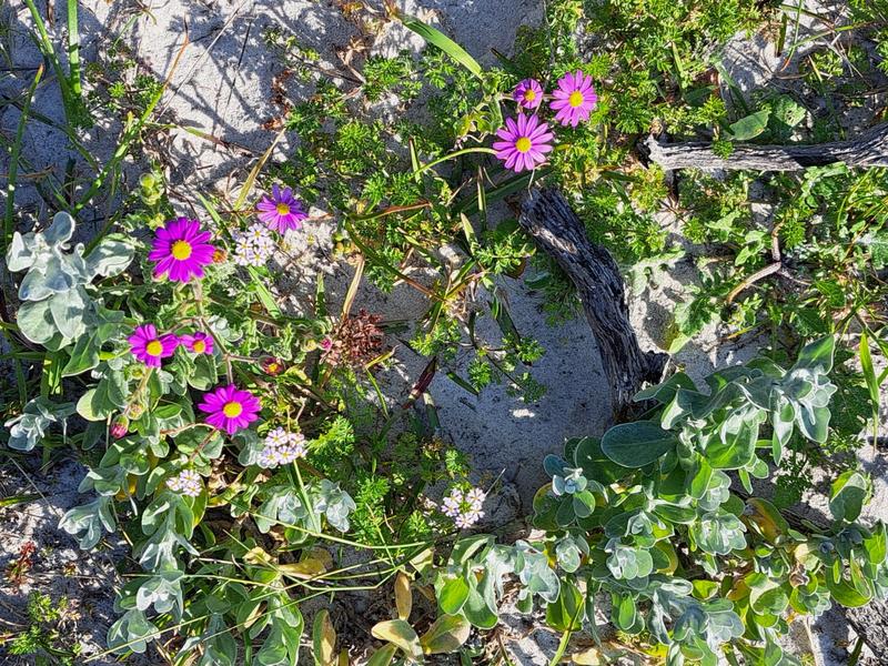 6 Bedroom Property for Sale in Kleinbaai Western Cape